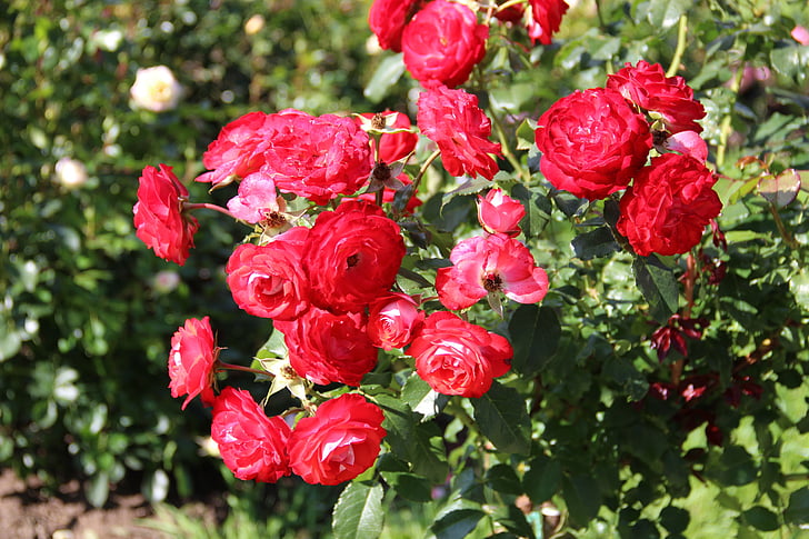 rosor, rosenträdgården, sommar, blommor, sommarblommor, naturen, Vacker