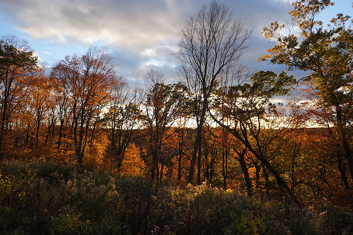 Sonnenuntergang, Hirsch-Kreuzung, Maple grove, MN-Herbst