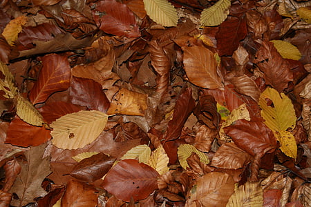 daun, warna-warni, musim gugur, berwarna, alam, pohon, sepanjang tahun