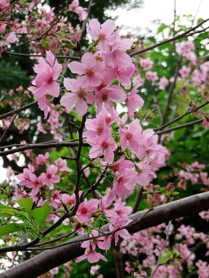 kirsikankukkia, Yoshino yīng, kukka, kevään, vaaleanpunainen, kasvi