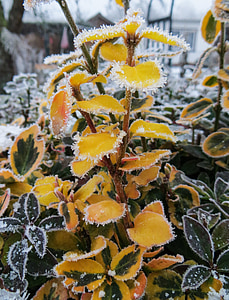 winter, frost, winter magic, cold, ice, nature, on frozen