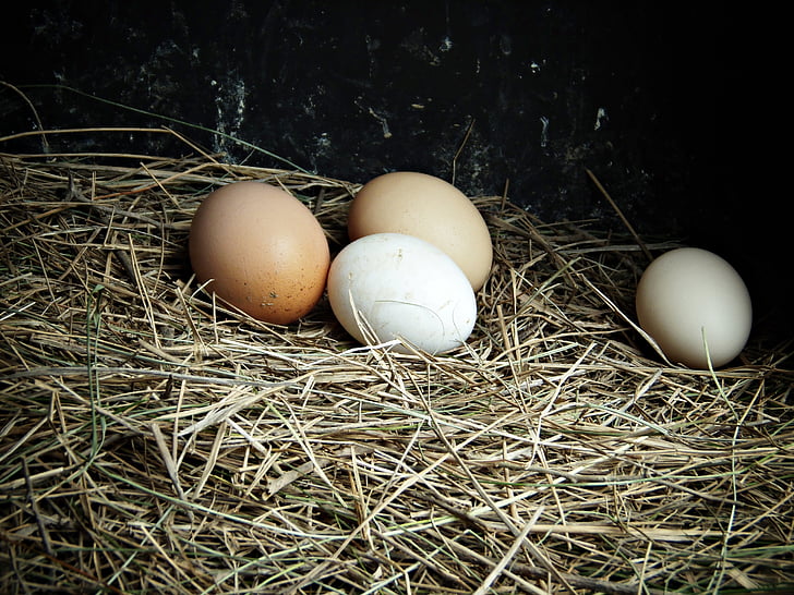 계란, 농장, 진미, 음식, 동물 계란, 건초, 유기