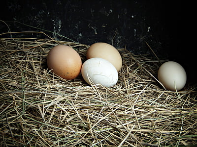 kiaušiniai, ūkio, delikatesas, maisto, gyvūnų kiaušinis, šieno, organinių