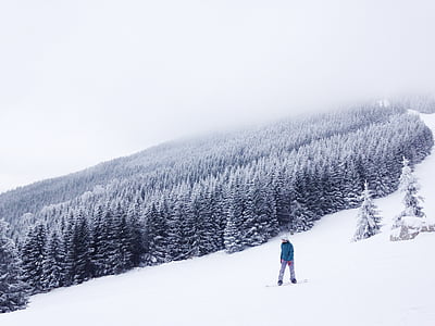 szürkeárnyalatos, Fénykép, személy, snowboard, hó, a mező, erdő