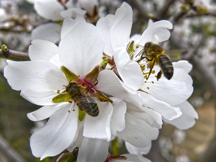 abelhas, libar, flor de amêndoa