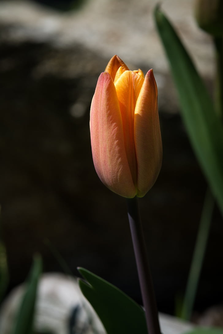 květ, Tulipán, oranžová, oranžový Tulipán, květ, Bloom, oranžový květ