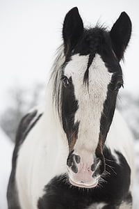 άλογο, λευκό, μαύρο, ακρίδα, επιβήτορα, ιρλανδική cob, Mare