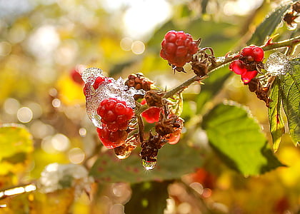 blackberry, autumn, ice, glamour, light, plant, nature