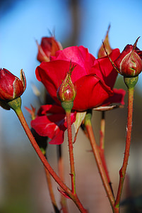 ROS, Blumen, Blume, rote Blume, Rosen, rote rose