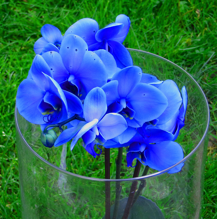 Anggrek, bunga, bunga, warna-warni, tanaman, vas, biru