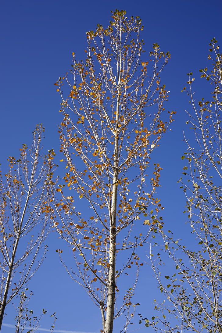 zhangye, bela breza, jeseni