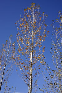 Zhangye, abedul blanco, otoño