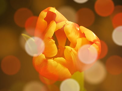 Tulip, verano, Estado de ánimo, flor, plantas, naturaleza, Pétalo