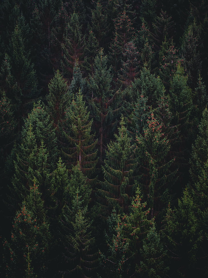 grön, höga, träd, skogen, träd, Pine, FIR