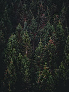 zielony, wysoki, drzewa, lasu, drzewo, sosna, Jodła