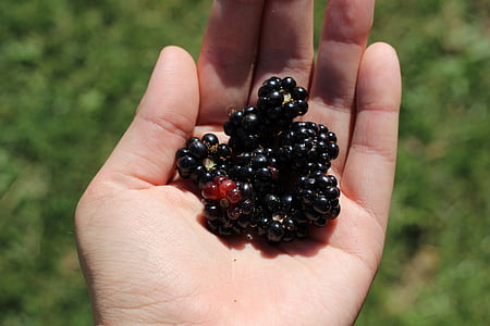 blackberries, berry, fruit, food, ripe, summer, raw food