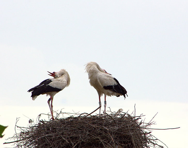 Stork pari, Tervetuloa, rituaali, iloa