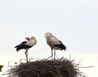 stork couple, welcome, ritual, joy