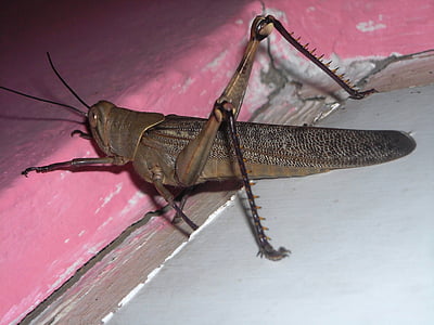 grasshopper, brown, animals, insects