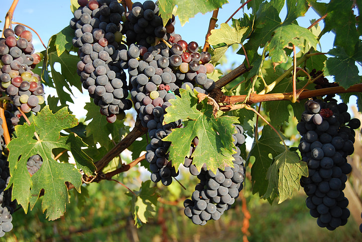 uvas, Toscana, vino tinto, frutas, Vintage, se benefician de, uva