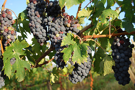 raïm, Toscana, vi negre, fruites, anyada, beneficiar-se de, raïm