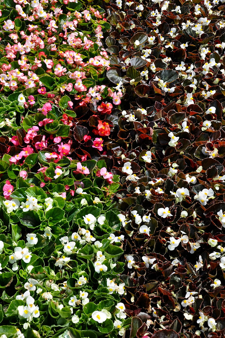 Begonias, skugga, Blossom, trädgård, naturen, Bloom, Anläggningen