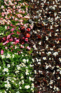 Begonias, ombra, flor, jardí, natura, flor, planta