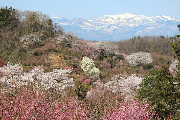Фукушима, Чери Блосъм гледане планини, Чери, Абе Коичиро, azumayama, сняг заек, watari
