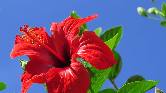 red flower, nature, garden, flowers, spring, plant, flower