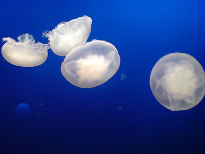 медузи, море, аквариум, морски животни, водни животни