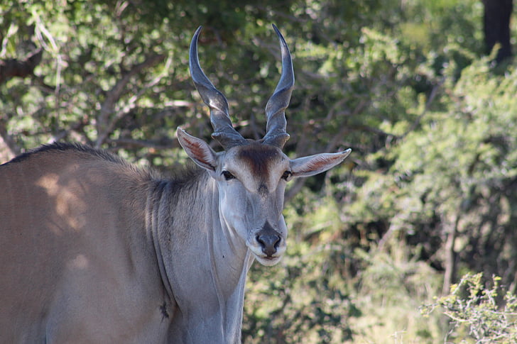 Antilope alcina, Buck, fauna selvatica, animale, Africa, natura, selvaggio