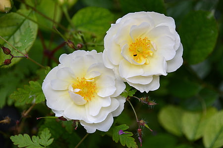 Blumen, Rosen, Garten, Natur, Rosa Blumen, Rosenstrauch, weiß