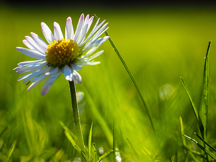 Daisy, Grün, Grass, Natur, Makro, Blüte, Bloom