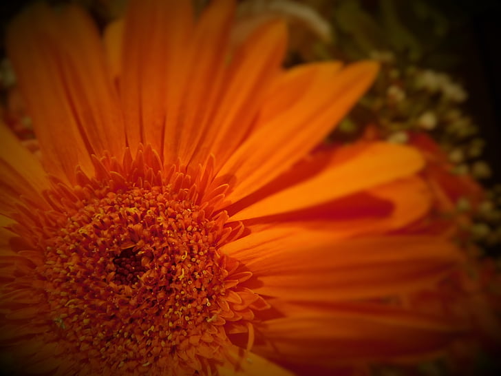kukka, oranssi kukka, Gerbera-kukka, Gerbera daisy, kasvi