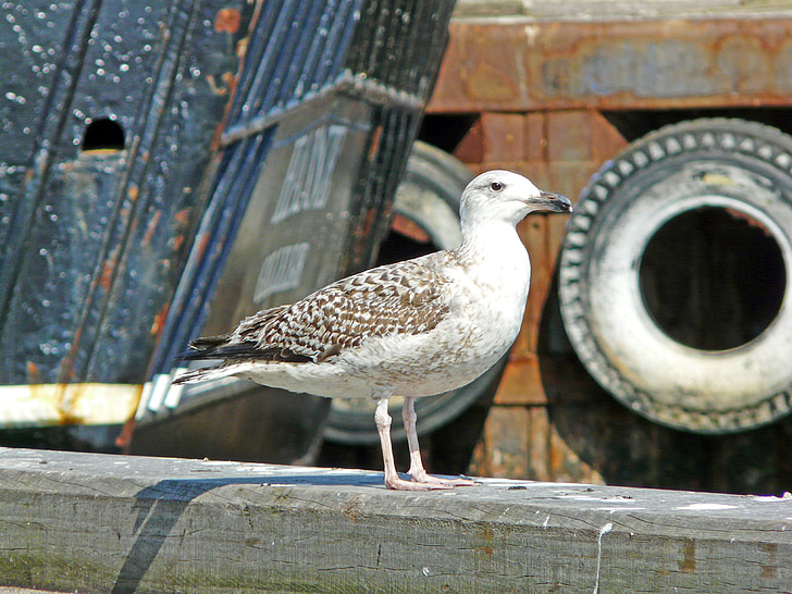seagull, port, water bird