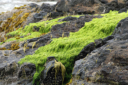 beach, rocks, moss, ocean, background, sea, nature