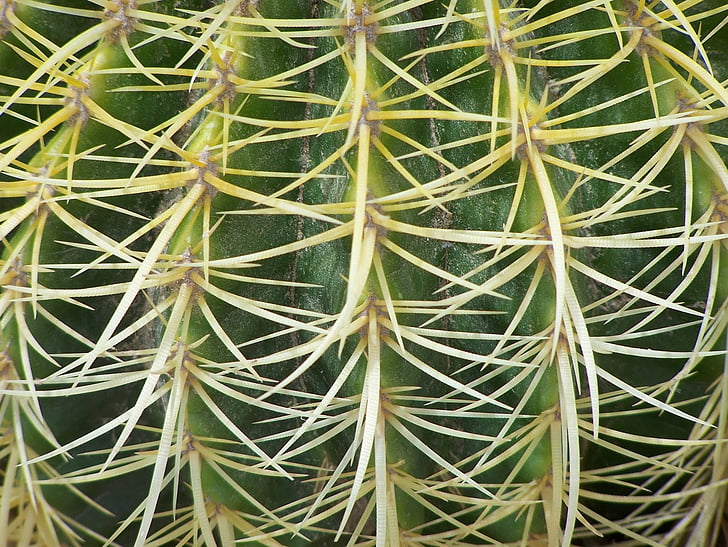 cactus, verde, espinos, jardín, planta suculenta, espina, naturaleza