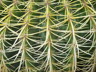 Cactus, groen, doornen, Tuin, succulente installatie, Thorn, natuur