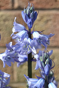 Bluebell, coltivato, lampadina, blu, giardino, fiori, perenne