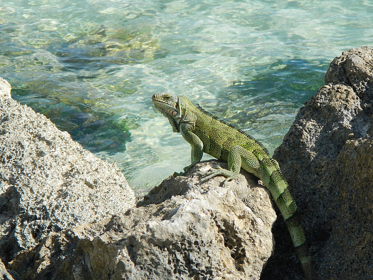 iguane, Guadeloupe, Tropical, reptile, Rock - objet, un animal, animaux à l’état sauvage