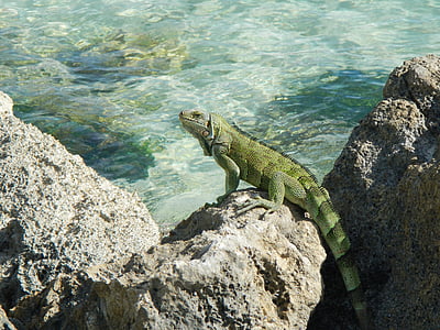 Leguán, Guadeloupe, Tropical, plaz, Rock - objekt, jedno zvíře, zvířata v přírodě
