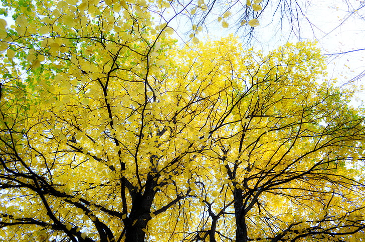 musim gugur, ben10 emas, pohon, daun