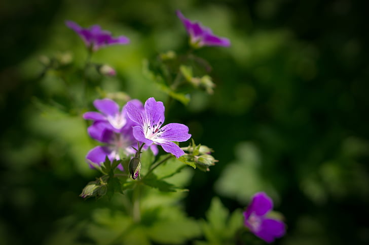 Geranio, flor, púrpura, verano, jardín, naturaleza, planta