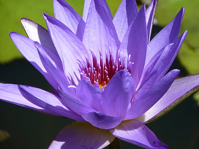 violeta, agua, estanque, flor, floración, planta acuática, naturaleza
