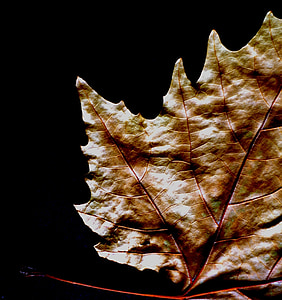 nature, feuille, sycomore