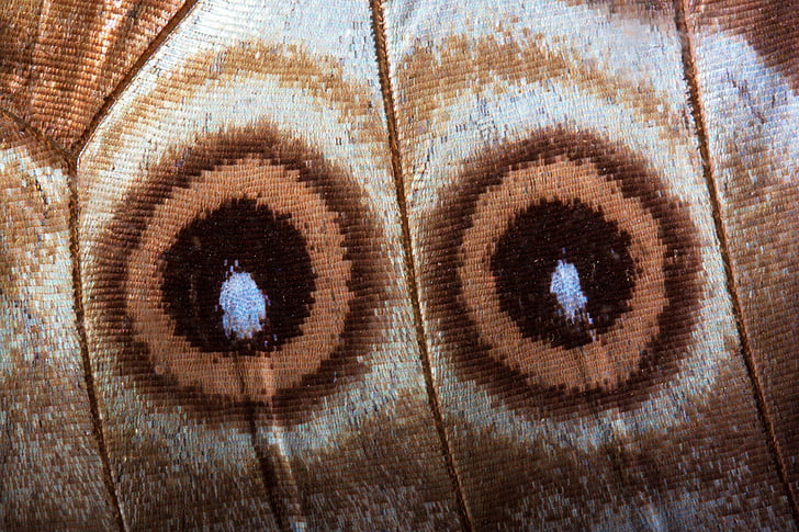 очите, пеперуда, екзотични, Южна Америка, Амазонка, мащаб, крило Везни