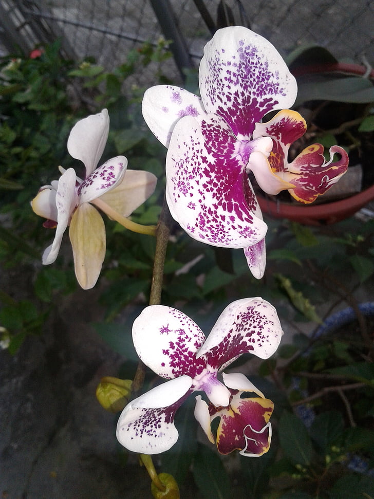orquídeas, natural, roxo