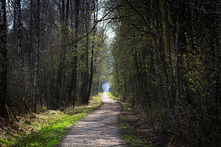forest, nature, away, spring, mood