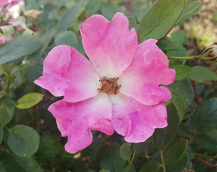 Rosa, Roser silvestre, rosa Rosa, espècies Rosa, flors silvestres, planta, primavera