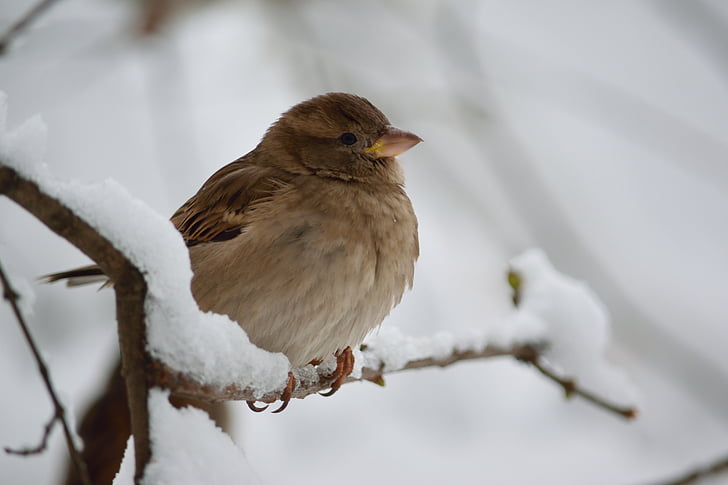 Sparrow, neige, hiver